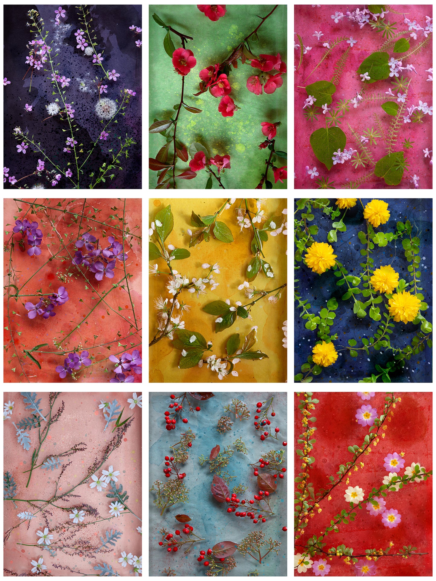 Lilas Rose