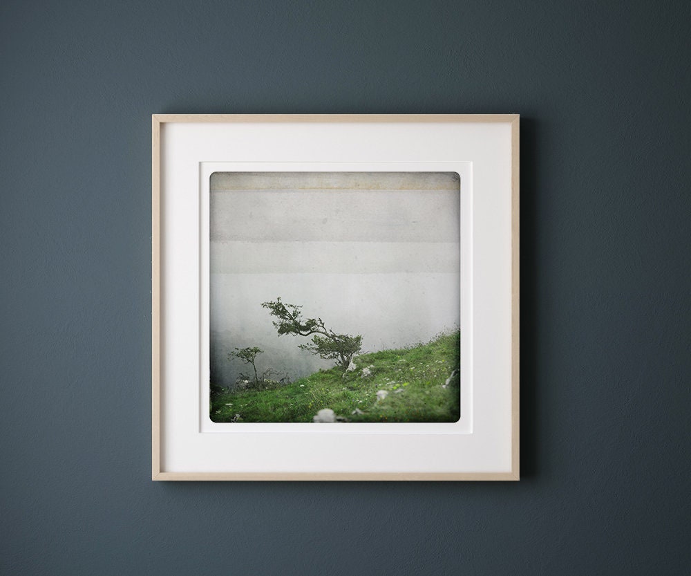 Bonsai