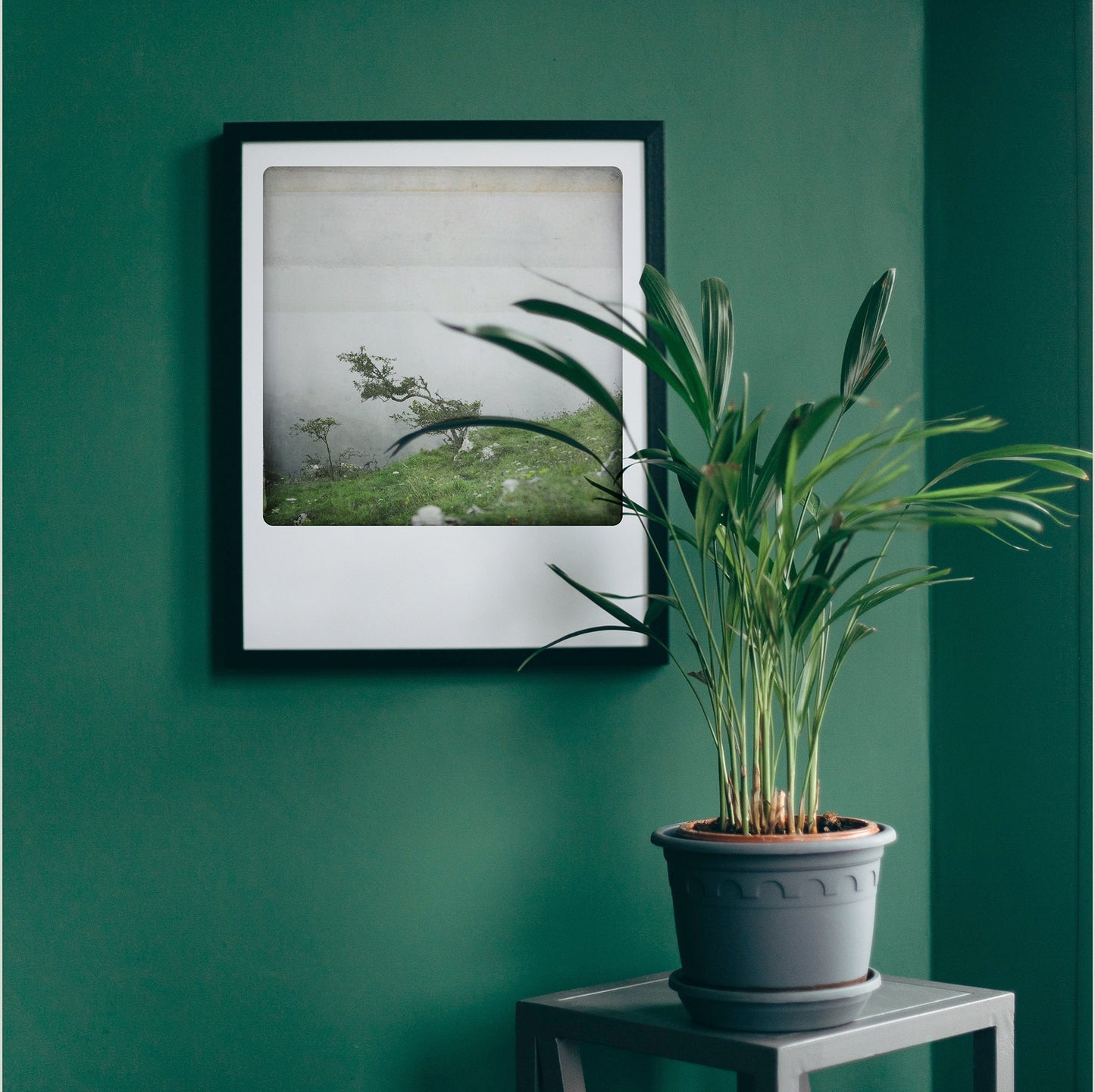 Bonsai
