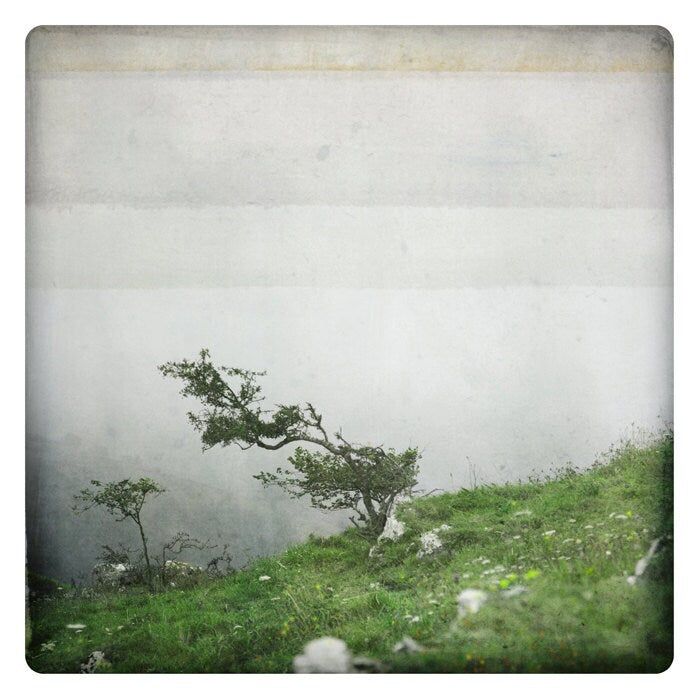 Bonsai