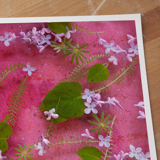 Lilas Rose