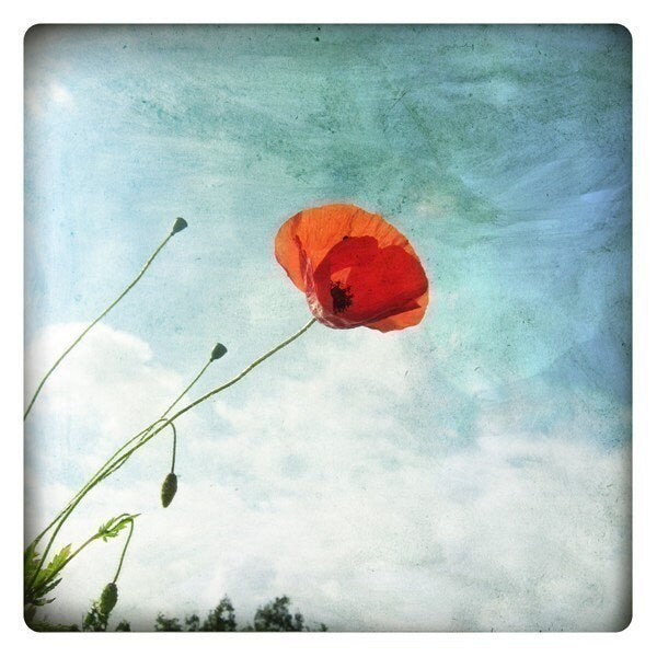 Coquelicot