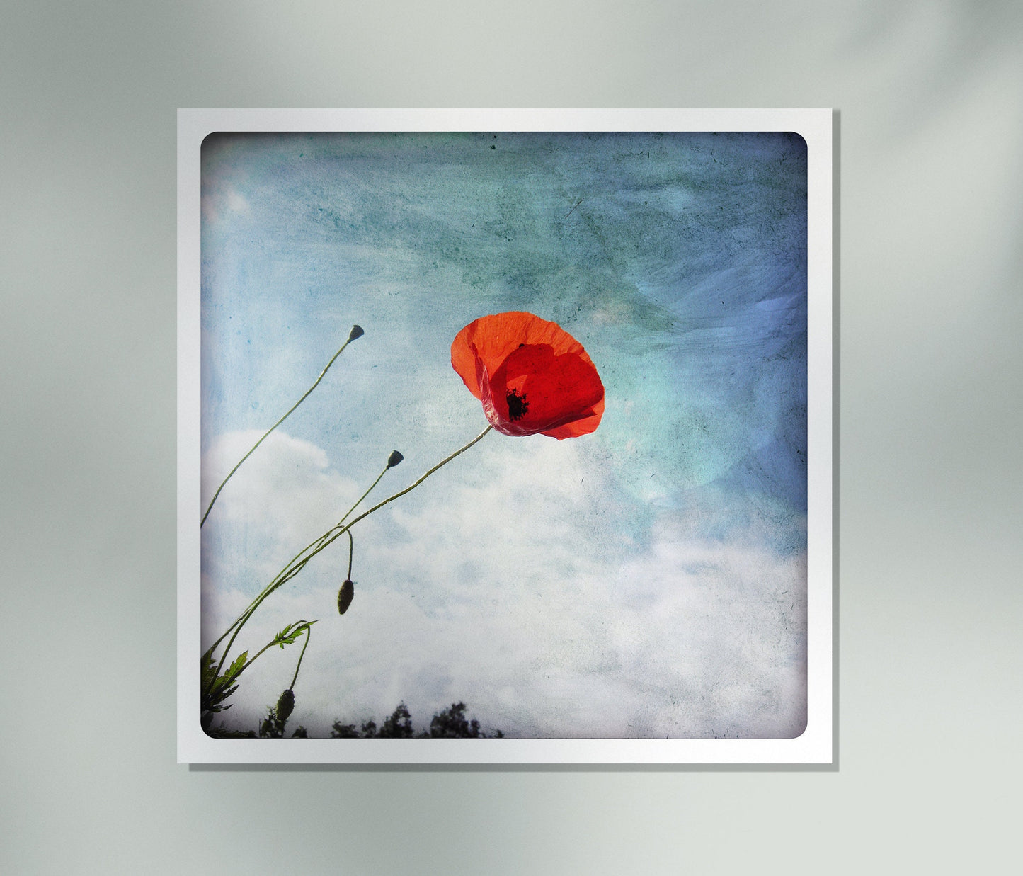 Coquelicot