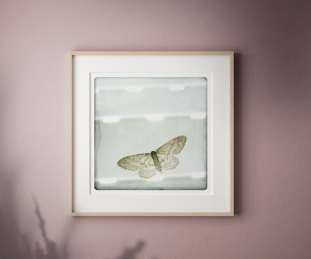Papillon