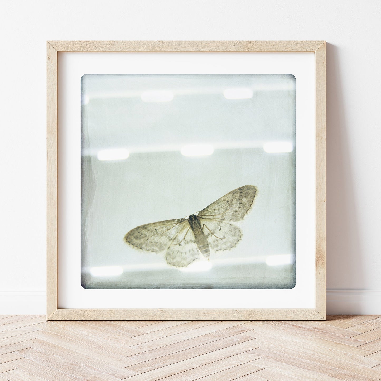 Papillon