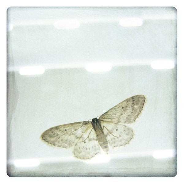 Papillon